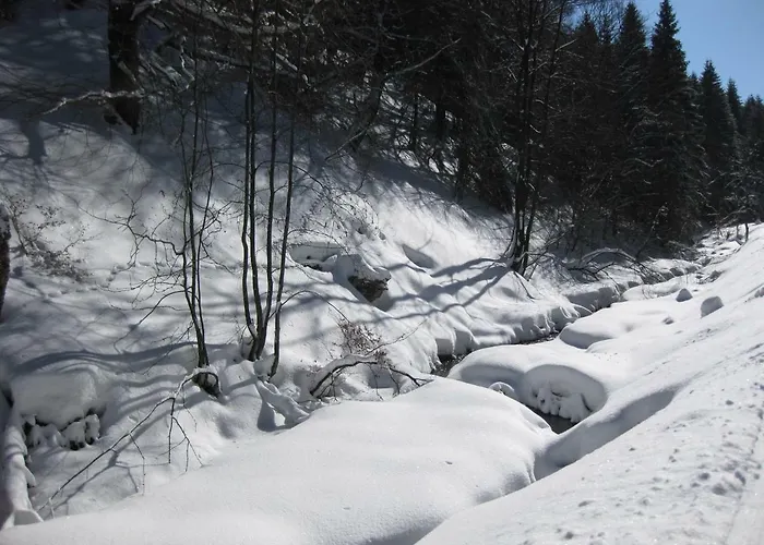 Orchidee * Winterberg